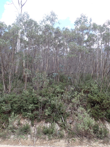 Image of Eucalyptus kybeanensis by (c) Nina Kerr, some rights reserved (CC BY)