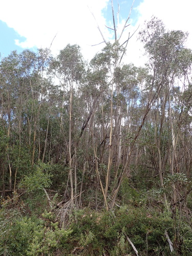Image of Kybean Mallee Ash by (c) Nina Kerr, some rights reserved (CC BY)