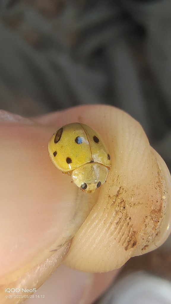 Harmonia eucharis from 中国云南省昆明市呈贡区 on May 28, 2023 at 02:12 PM by 游 ...