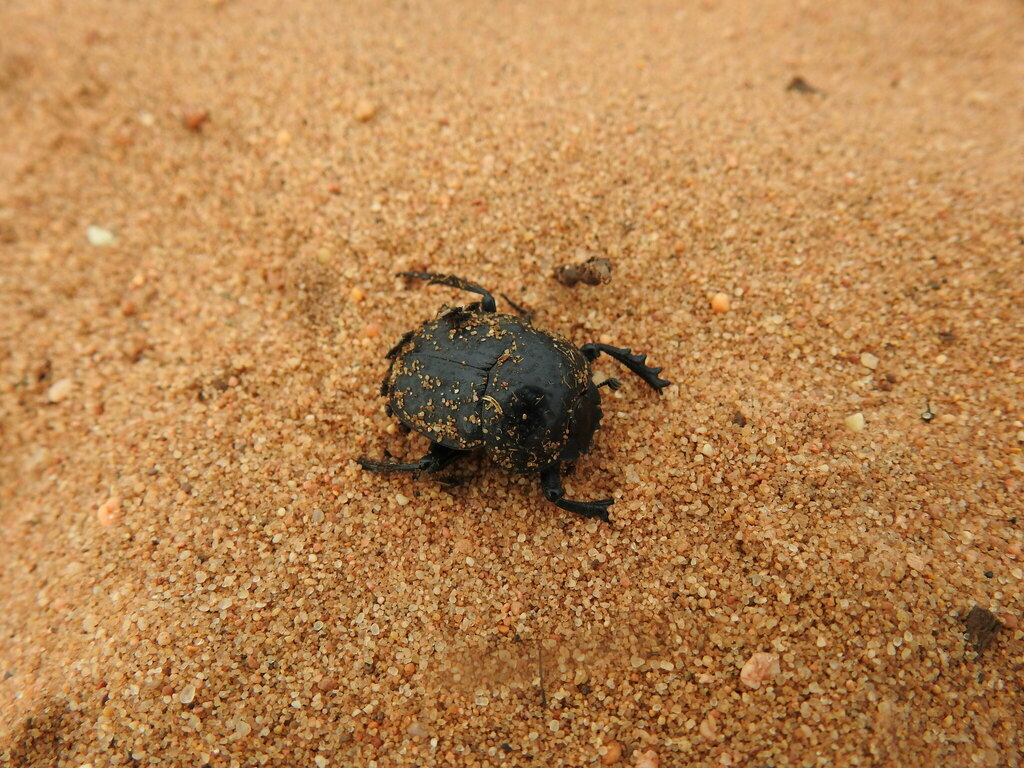 Ateuchetus cicatricosus