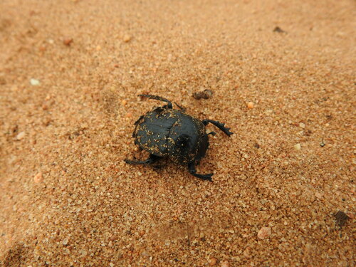 Ateuchetus cicatricosus