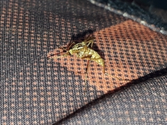 Aedes vittiger