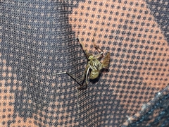 Aedes vittiger
