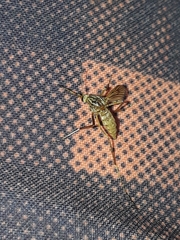 Aedes vittiger