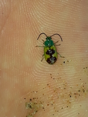 Chalcolampra marmorata