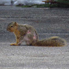 Notoedres centrifera