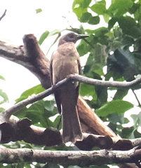 Wetar Oriole photo 2