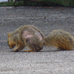 Notoedres centrifera