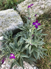 Matthiola incana incana