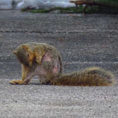 Notoedres centrifera