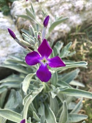 Matthiola incana incana