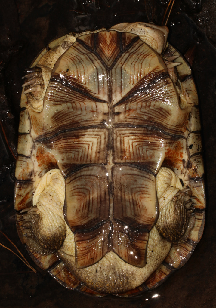Cape Terrapin