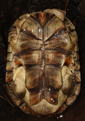 Cape Terrapin photo 4