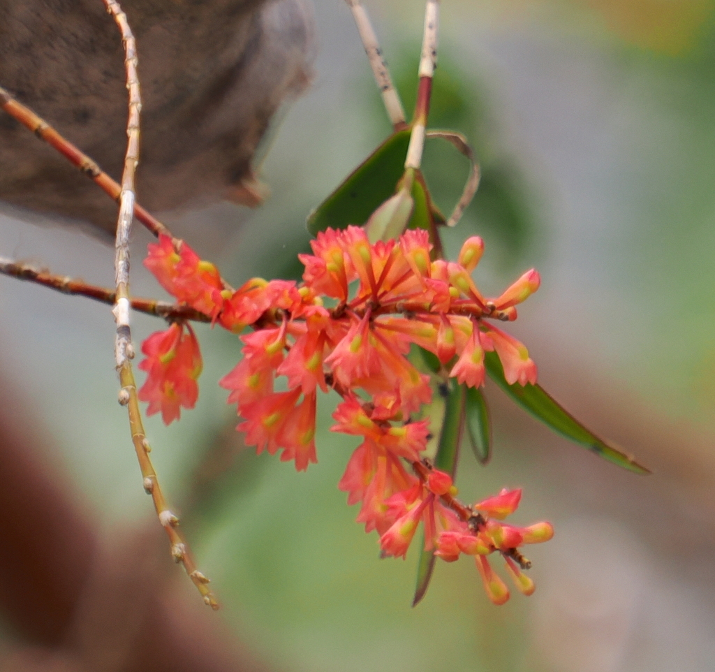 Dendrobium faciferum