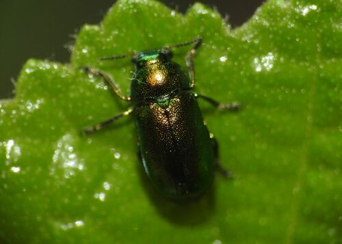 Smaragdina concolor