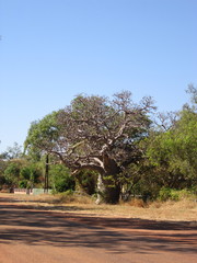 Adansonia gregorii
