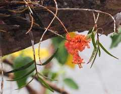 Dendrobium faciferum