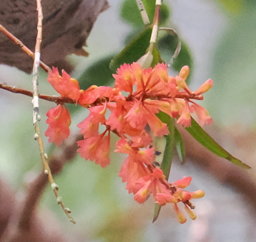Dendrobium faciferum, photograph 1
