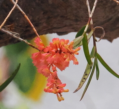 Dendrobium faciferum, photograph (c) desertnaturalist, some rights reserved (CC BY)