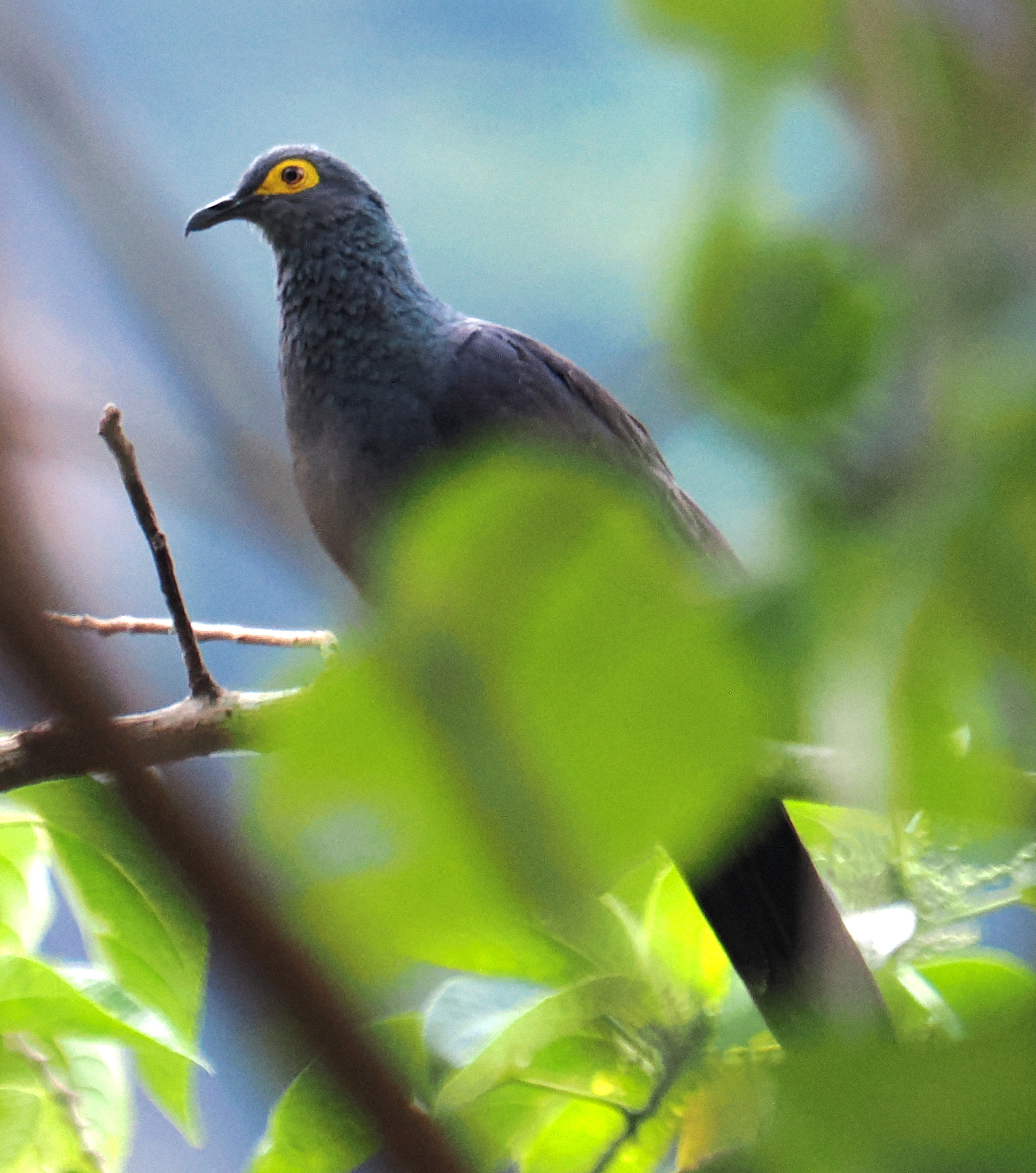 Black Cuckoo-Dove (Turacoena modesta), photo 2