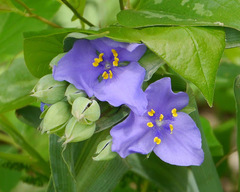 Tradescantia ohiensis