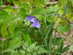Tradescantia ohiensis