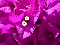 Bougainvillea