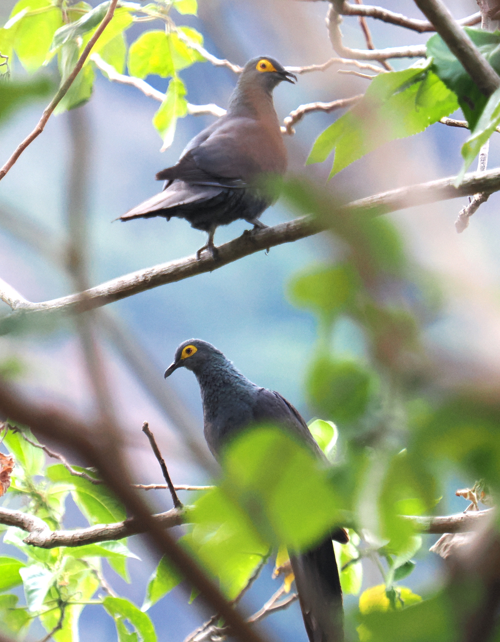 Black Cuckoo-Dove (Turacoena modesta), photo 1