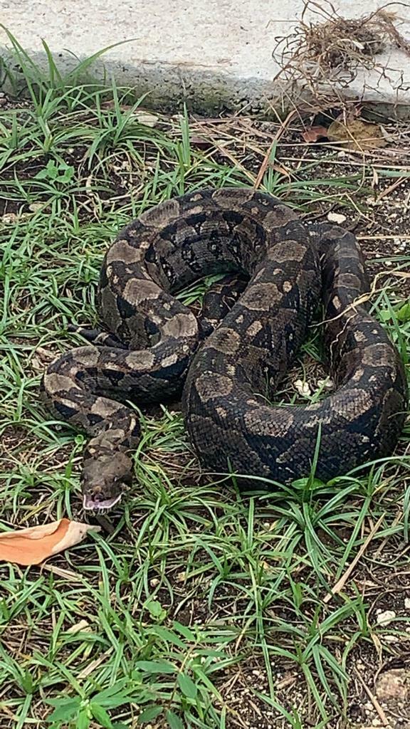 Central American Boa from 77976 Mahahual, Quintana Roo, Mexico on