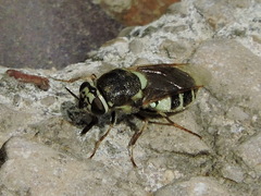 Psellidotus
