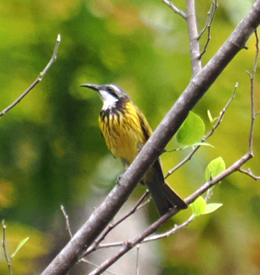 Black-necklaced Honeyeater (Lichmera notabilis), photo 2