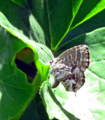 Cacyreus marshalli