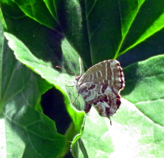 Cacyreus marshalli