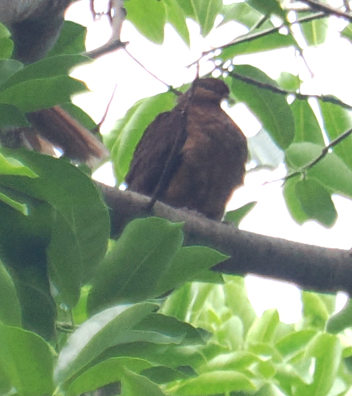 Timor Cuckoo-Dove (Macropygia magna), photo 1