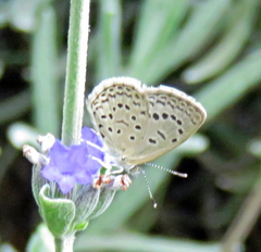 Zizeeria knysna