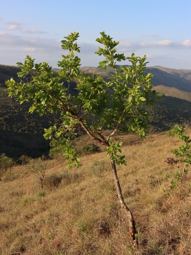Large-fruited bushwillow (Combretum zeyheri)