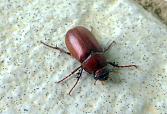 Melolonthinae