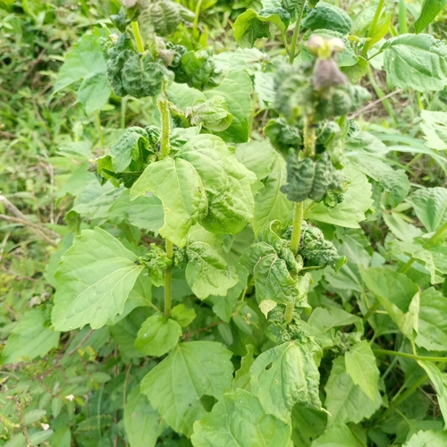Siam weed