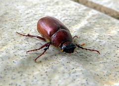 Melolonthinae