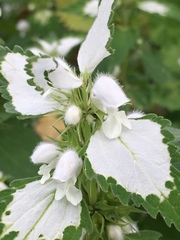 Lamium moschatum