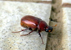 Melolonthinae