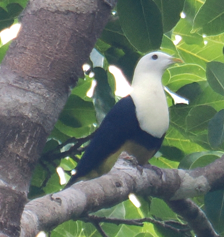 Banded Fruit Dove (Ptilinopus cinctus), photo 3