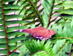 Junonia natalica natalica