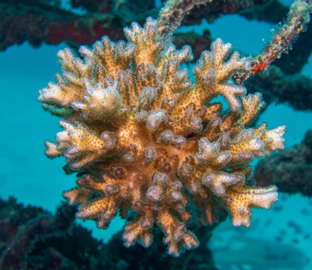 Pocillopora coral (no English common name)