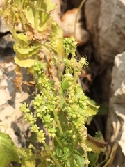 Mercurialis annua
