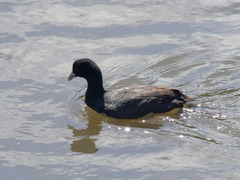 Fulica atra australis