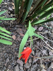 Tulipa