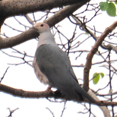 Pink-Headed Imperial Pigeon photo 2