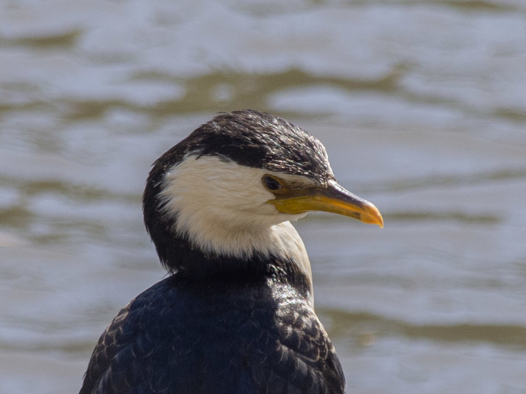 Little pied cormorant head and neck by the water, with a white face and yellow bill