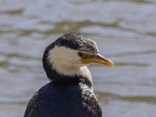 Little Pied Cormorant (Microcarbo melanoleucos), photo 10